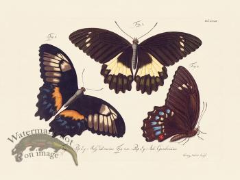 Jablonsky Butterfly 033